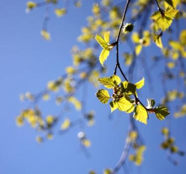 Hello spring
