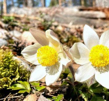 Lähikuva valkovuokosta